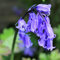 Cultivated English Bluebells x 30 Flower Bulbs Size 6/7. Traditional Spring Flowers. Easy to Grow.