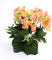 artplants.de Künstliche Mini Begonie Ivana, 27 Blätter, 9 Blüten, pfirsich, 20cm, Ø 20cm - Künstliche Blumen - Textilblumen orange