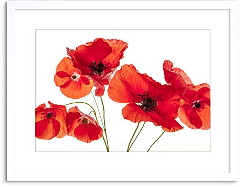 Wee Blue Coo Photo Nature Flower Poppy Heads Red Petals Framed Wall Art Print