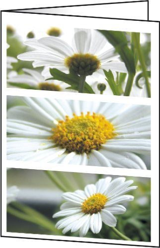 SIGEL A6 Design Cards | DC171, 25 folded cards, daisy design, white/green, for thank-you cards or greetings