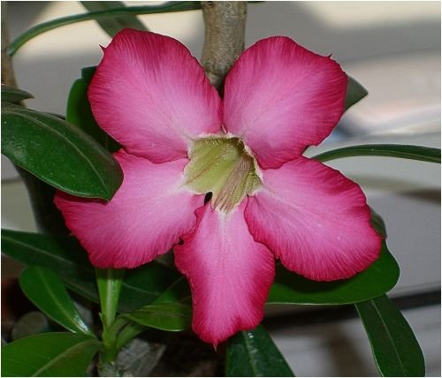Seedeo® Wüstenrose (Adenium obesum) 8 Samen