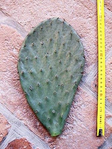 Opuntia engelmanni (n.1 pelle) 15-25 cm, cactus, plante grasse résistante à l'hiver, résistante jusqu'à -20 C