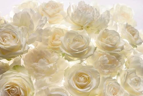 Komar Vlies Fototapete SHALIMAR | 368 x 248 cm | Tapete, Wandgestaltung, Wandtapete, Blumen, Hochzeit, Blumenmotiv, weiße Rosen, Elfenbein, Romantik | XXL4-007