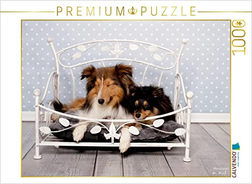 CALVENDO Puzzle EIN Motiv aus dem Kalender Shelties : Charmeure auf 4 Pfoten | 1000 Teile Lege-Größe 64 x 48 cm Foto-Puzzle für glückliche Stunden