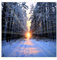 Paul Sinus Art 80x80cm - WANDBILD Wald Winter Schnee Sonnenaufgang - Leinwandbild auf Keilrahmen modern stilvoll - Bilder und Dekoration