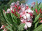 50 Nerium Oleander rosa Samen/Immergrün / ausgezeichnete Züchter / 50 + Seeds