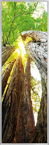 1art1 Wälder Poster Baumstämme, Lichtblick Nach Oben Kunstdruck Bild 158x53 cm