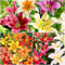 Lilium asiatischen Mix Ace of Spades