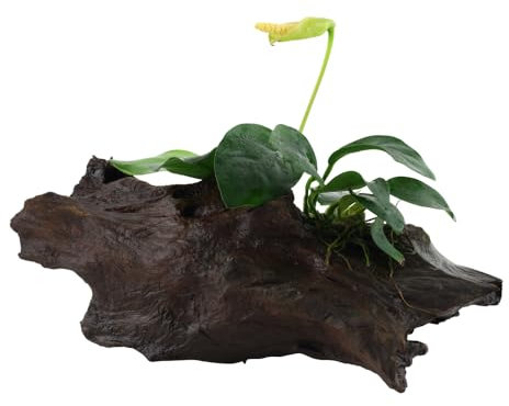 Anubias Barteri V. Nana On Wood - Small - Aquarium Plants