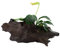 Anubias Barteri V. Nana On Wood - Small - Aquarium Plants