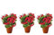 PACK 3 BEGONIA - BEGONIA ELATIOR, COLOR VARIADO ¡¡¡ PLANTA NATURAL¡¡¡ altura: 22 cm aproximado, contenedor: 15 cm. ENVIOS SOLO PENINSULA