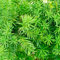 YouGarden Yew Hedging Plant, Taxus baccata, 1 x 8/9cm Pot 25-35cm Tall, Evergreen, Ready to Plant