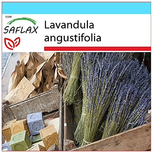 SAFLAX - Presentförpackning - Läkemedelsväxter - Riktig Lavendel - 150 Frön - Med presentförpackning, kort, etikett och pottsubstrat - Lavandula angustifolia