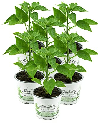 Gemischtes Paprikapflanzen Set, 6x Paprika Pflanze je 2 x Grüner Paprika,Roter Paprika,Gelber Paprika