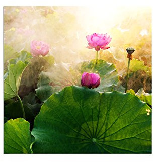 Paul Sinus Art 80x80cm - WANDBILD Lotusblüte Blume Sonnenuntergang - Leinwandbild auf Keilrahmen modern stilvoll - Bilder und Dekoration