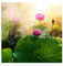 Paul Sinus Art 80x80cm - WANDBILD Lotusblüte Blume Sonnenuntergang - Leinwandbild auf Keilrahmen modern stilvoll - Bilder und Dekoration