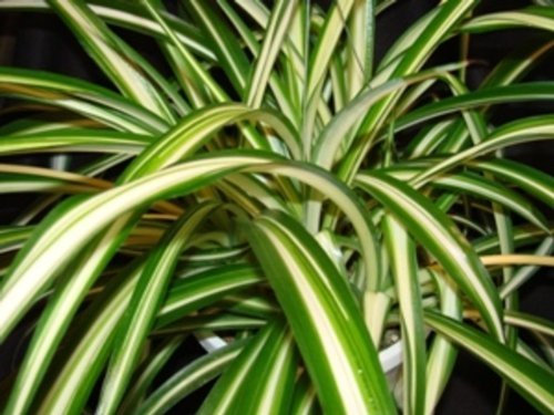 Pack x6 Chlorophytum 'Spider Plant' Summer Bedding & Basket Plug Plants