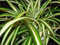 Pack x6 Chlorophytum 'Spider Plant' Summer Bedding & Basket Plug Plants