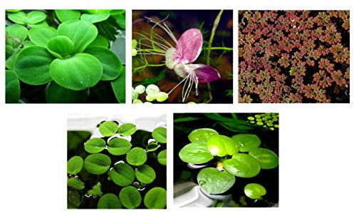 30 plantas flotantes para acuario (estanque), 5 tipos diferentes: lechuga de agua, rana amazónica, musgo de hada, lenteja de agua gigante, lentejuelas de agua