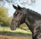 BUSSE Trense GLAMOUR, schwarz/Kristall-Lack, Warmblut