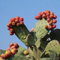Nopal fruta roja Nopalina Nopalea exótico Cactus comestible dulce jugo de semillas 20 semillas