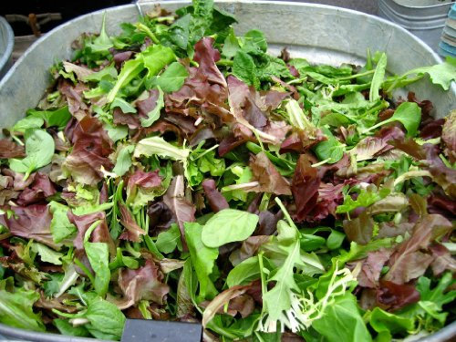 Vegetable Seeds - Lettuce (French Salad Leaves Mixed)