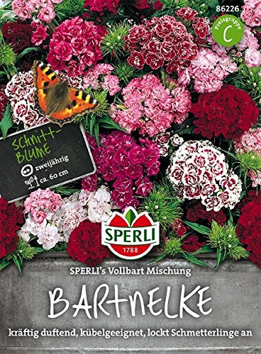 Bartnelken, Sperling´s Vollbart Mischung