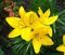 Lilium asiatic - Asiatische Lilie Golden Tycoon