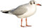 Apalis Fenstersticker Fensterfolie Möwe II Fensterbilder HxB: 75 x 114cm