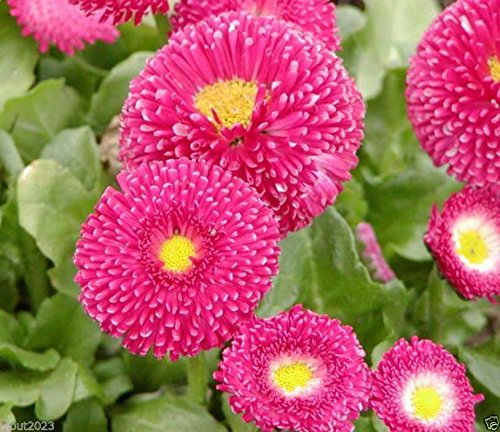 300 Bellis Seeds - Rose- Super-Enorma Doppel - Englisch Daisy