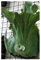 Platycerium wandae - Giant Staghorn Fern - 10 semi