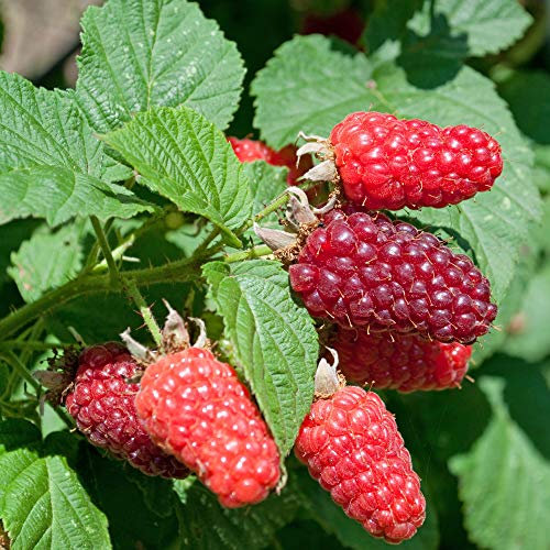 Tayberry Plant in a 1.7L Pot Hybrid Fruit Bush