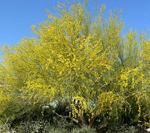 Palo Verde Baum 10 Samen/Samen - Cercidium - Tropical