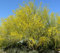 Palo Verde Baum 10 Samen/Samen - Cercidium - Tropical