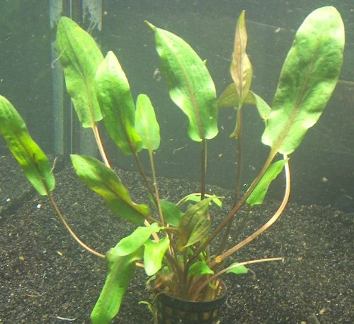 5 Töpfe Cryptocoryne Walkeri, Wasserpflanzen