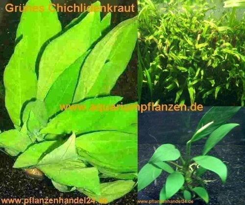 3 Topf barschfeste Wasserpflanzen, Aquarium