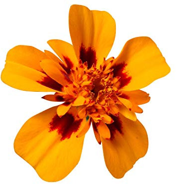 Blumen-Samen-Mix Tagetes 200 Samen