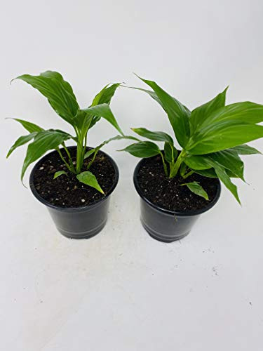 Two Peace Lily Plant - Spathyphyllium - 4.5 Unique Design Pot from Jm Bamboo