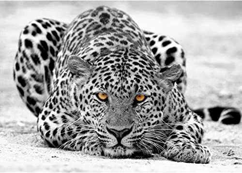 Runa Art Fototapete Leopard Afrika 352 x 250 cm Vlies Tapeten XXL Moderne Wandtapete Wohnzimmer Schlafzimmer Schwarz Weiss 9034011b