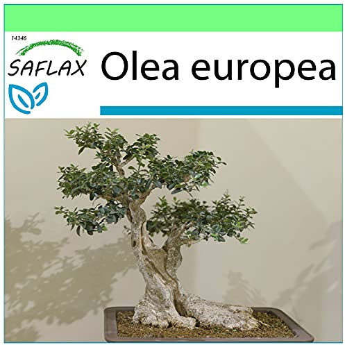 SAFLAX - Bonsai - Common Olive - 20 Seeds - Olea Europea