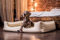 tierlando® Orthopädisches Hundebett Goofy Kunstleder inkl. Matratzenschoner Mittelgroße und Große Hunde Hundesofa Gr. XXL+ 160cm Creme