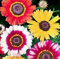 300 de la herencia Semillas Margarita pintada crisantemo Carinatum Semillas de flores a granel B0035
