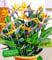 BALDUR Garten Paradiesvogel-Blume Strelitzie, 1 Pflanze, Strelitzia reginae, blühende Zimmerpflanze, mehrjährig - frostfrei halten, pflegeleicht, Wasserbedarf gering, blühend