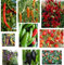 Chilisamen Mischung - Regenbogen Mix -20 Seeds - 10 Sorten