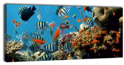 wandmotiv24 Leinwandbild Panorama Nr. 38 Fische im Ozean 100x40cm, Keilrahmenbild, Bild auf Leinwand, Fische, Unterwasser, Riff