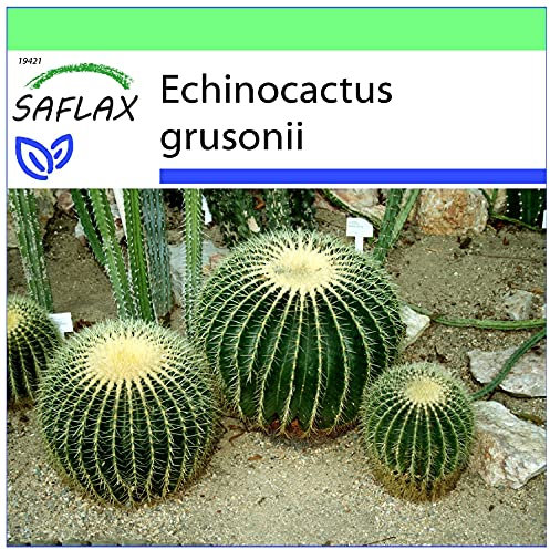 SAFLAX - Asiento de suegra - 40 semillas - Echinocactus grusonii