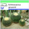 SAFLAX - Asiento de suegra - 40 semillas - Echinocactus grusonii