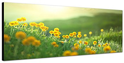 Augenblicke Wandbilder Leinwandbild als Panorama in 150x50cm Blumenwiese Morgenlicht Frühling