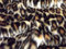 Animal Fun Kunstpelz Stoff Material - Leopard - Multi, 1/2Mtr - 150cmx50cm