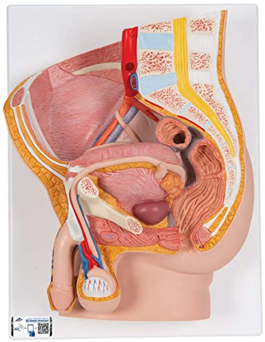 3B Scientific® Männliches Beckenmodell – 2-teiliges Humananatomie-Modell mit abnehmbarer Hälfte für innere Strukturen, Langlebiges PVC + Smart Anatomy App (5 Jahre Garantie)
